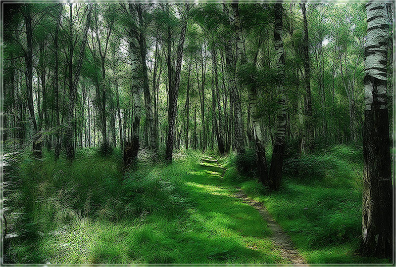 фото "По тропинкам..." метки: пейзаж, лес