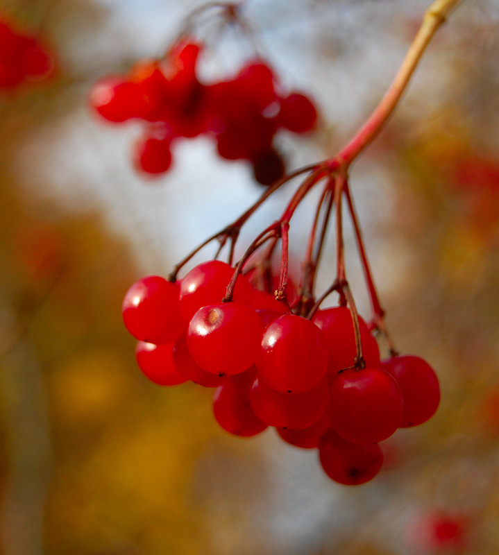 photo "***" tags: landscape, autumn