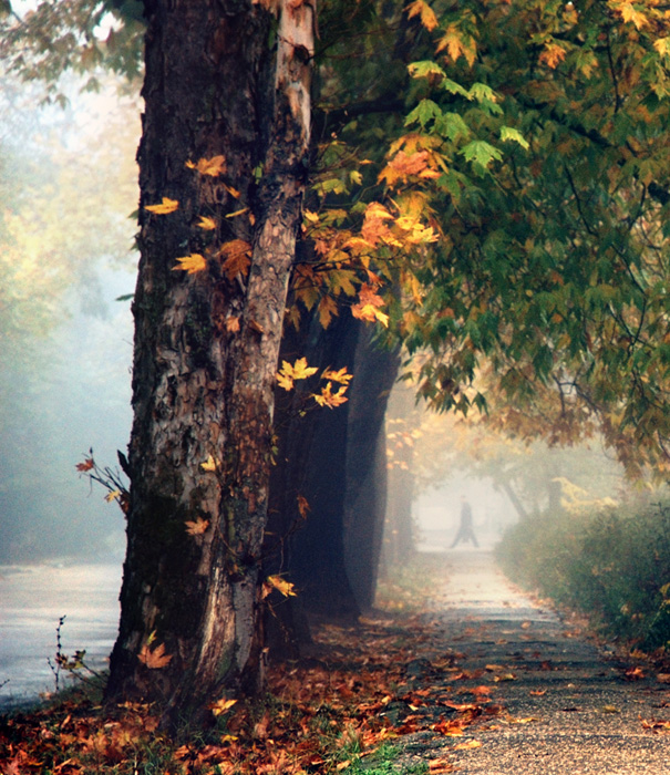photo "***" tags: landscape, autumn, forest