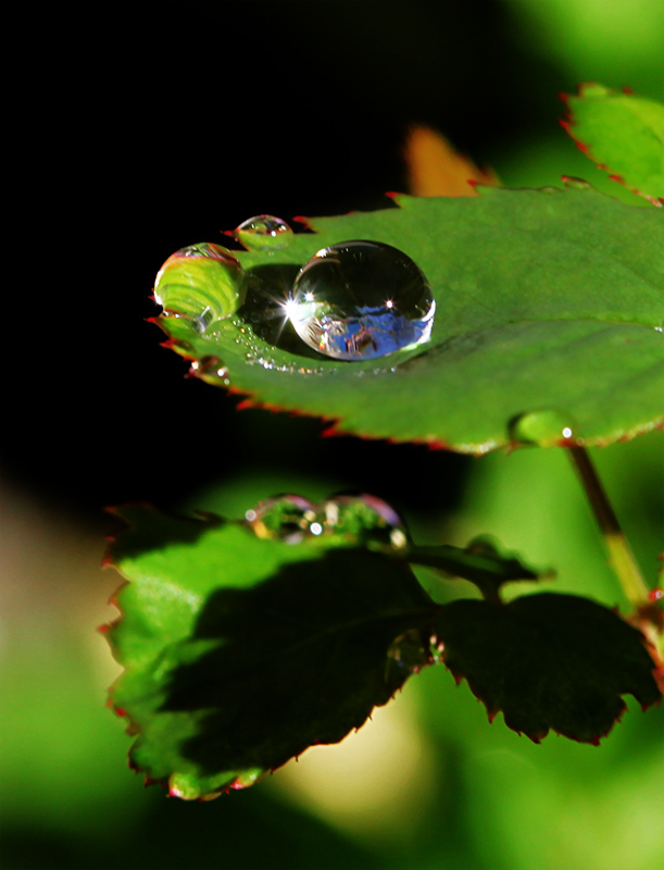 photo "Just a drop of water in an endless sea..." tags: nature, macro and close-up, 