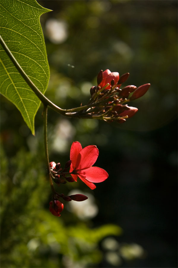 photo "***" tags: nature, flowers