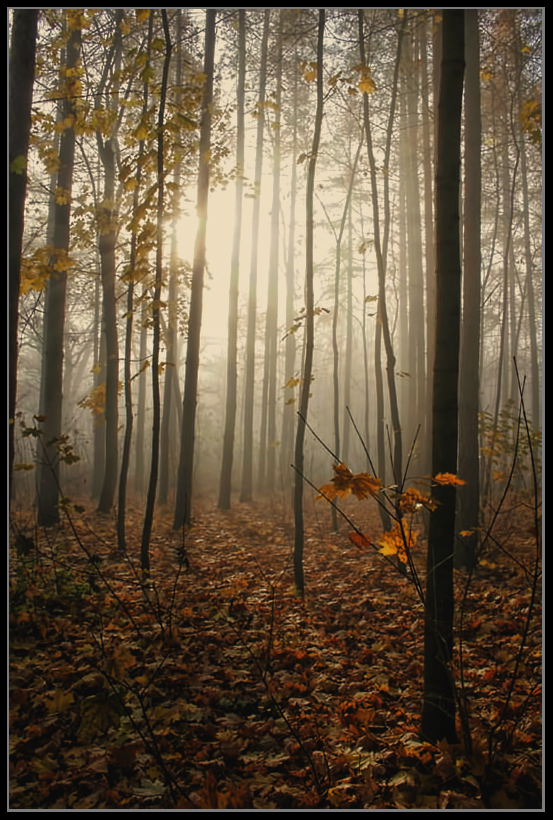 photo "***" tags: landscape, autumn