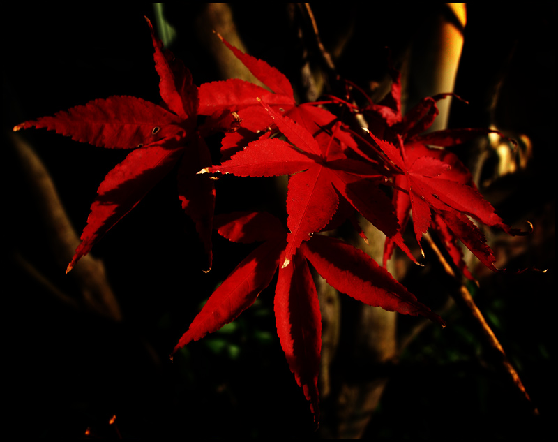 photo "Red" tags: nature, flowers