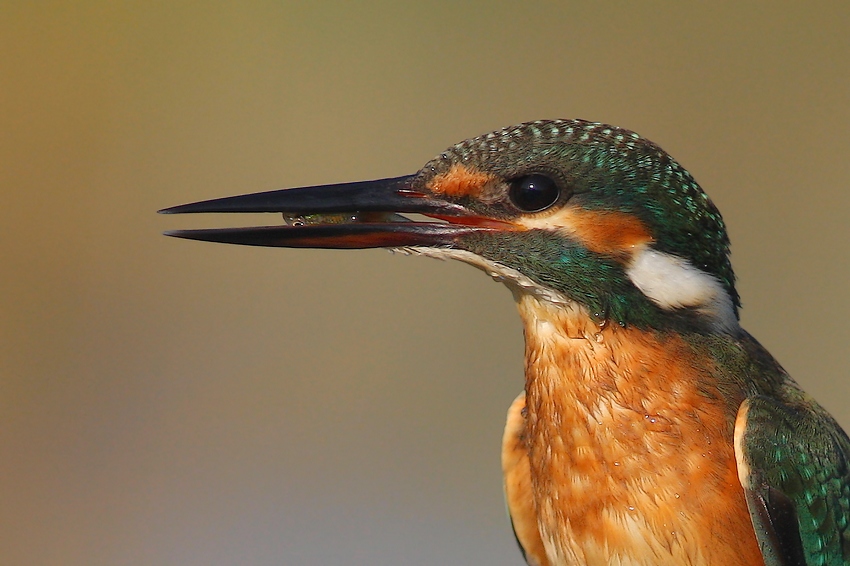 photo "kingfisher" tags: nature, wild animals