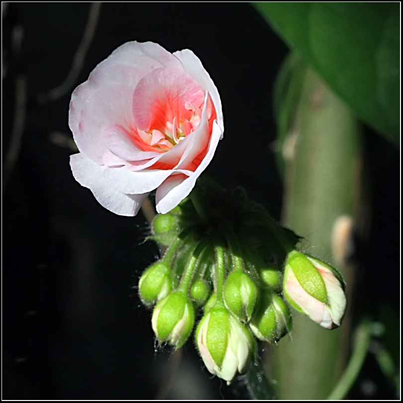 photo "Balzamin. Family" tags: nature, flowers