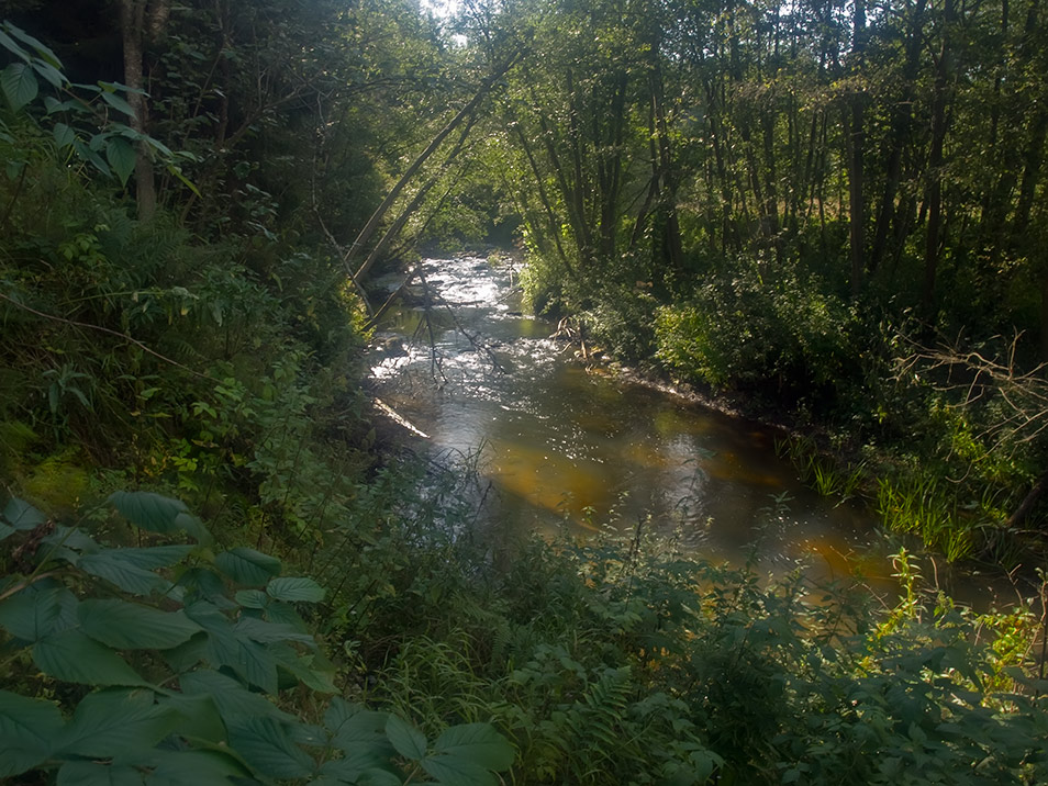 photo "***" tags: landscape, forest