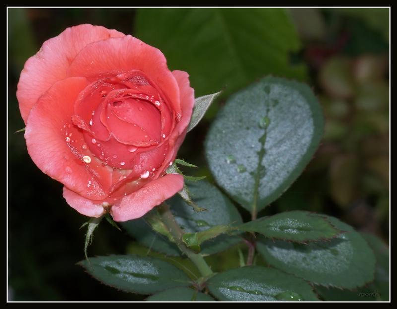 photo "***" tags: nature, flowers