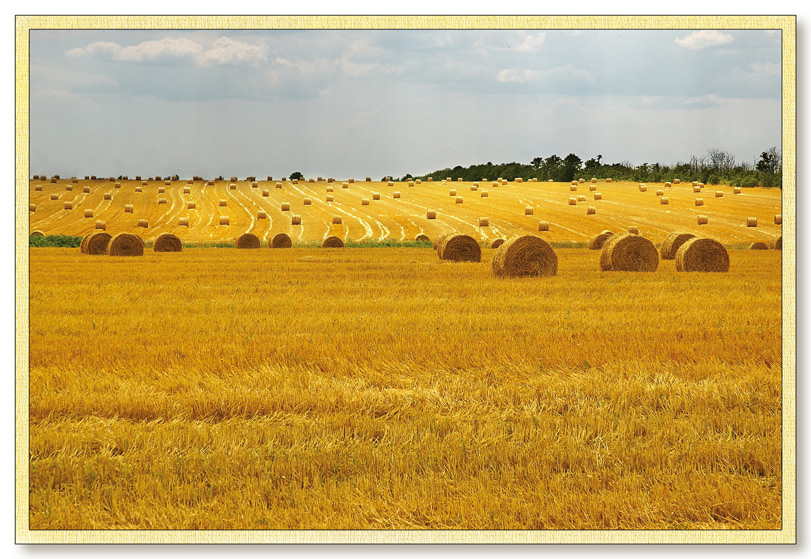 фото "Поле" метки: пейзаж, 