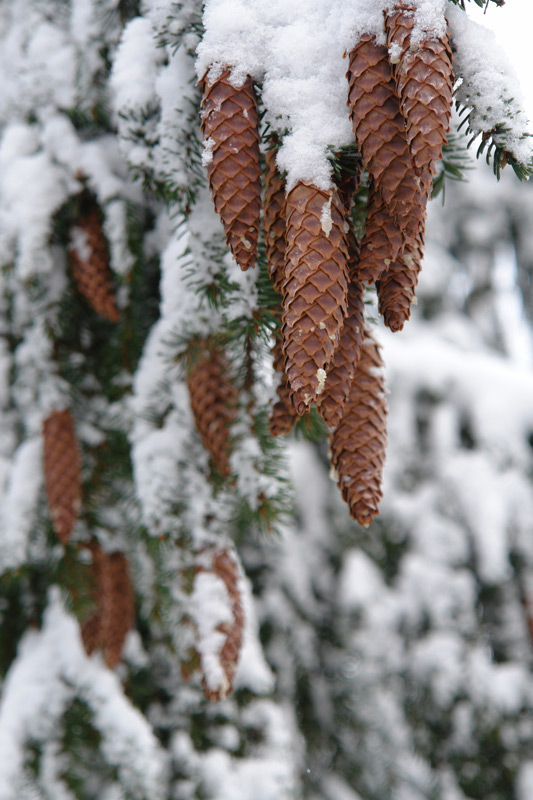 photo "***" tags: landscape, forest, winter