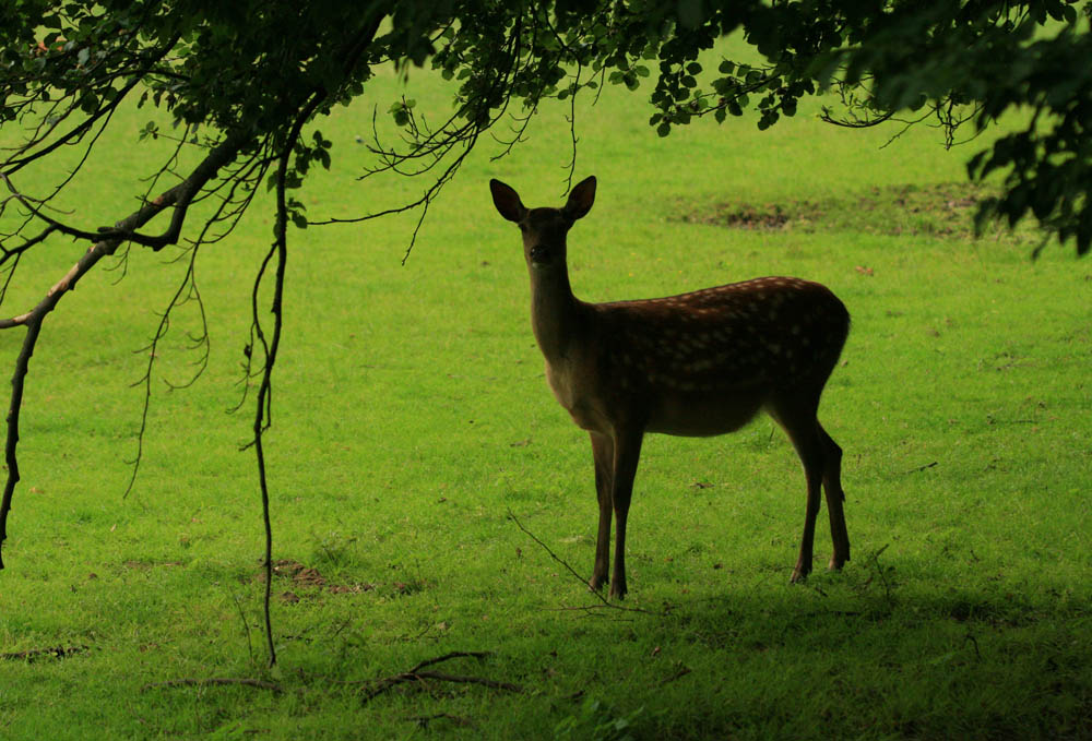 photo "***" tags: nature, travel, Europe, wild animals