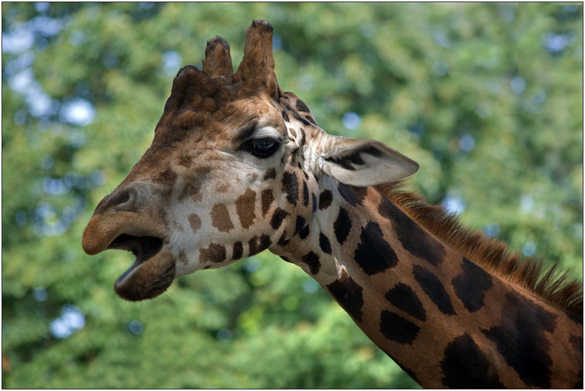 photo "Voice of prairies" tags: nature, portrait, wild animals