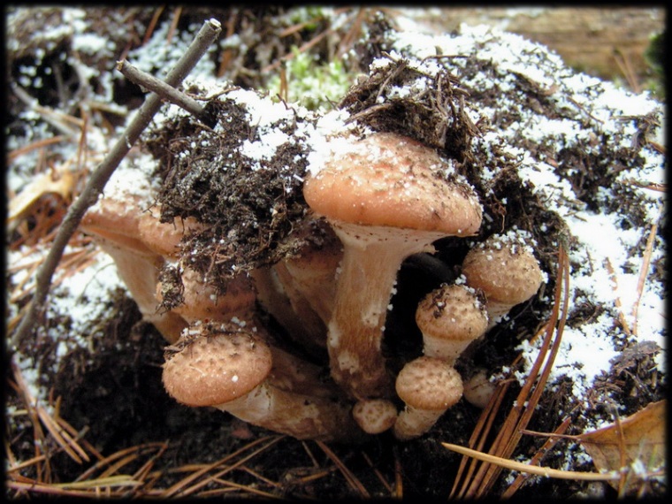 photo "Honey agarics during the first snow" tags: nature, macro and close-up, flowers