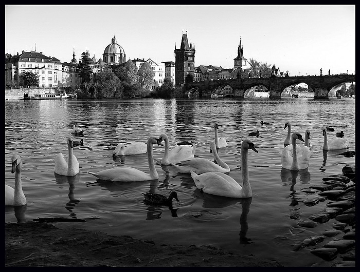 photo "Karluv мост а лебеди" tags: black&white, city, 