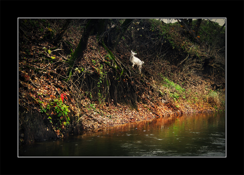 photo "***" tags: genre, nature, 