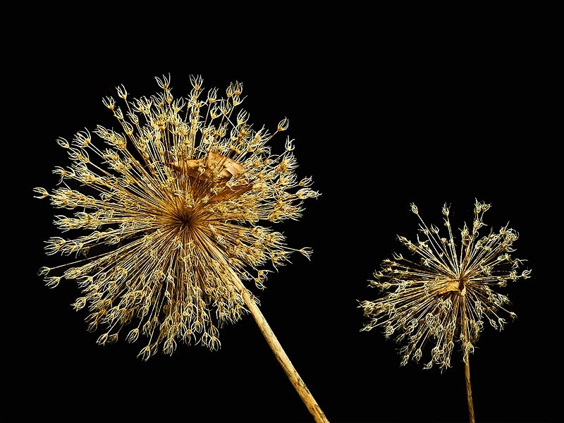 photo "Firework" tags: nature, abstract, flowers