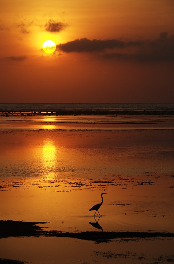 photo "A Heron on the Sunset" tags: landscape, travel, Asia, sunset