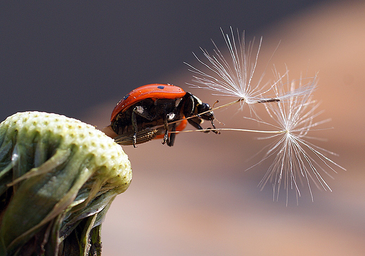 photo "макро,божья коровка,насекомые" tags: macro and close-up, nature, insect