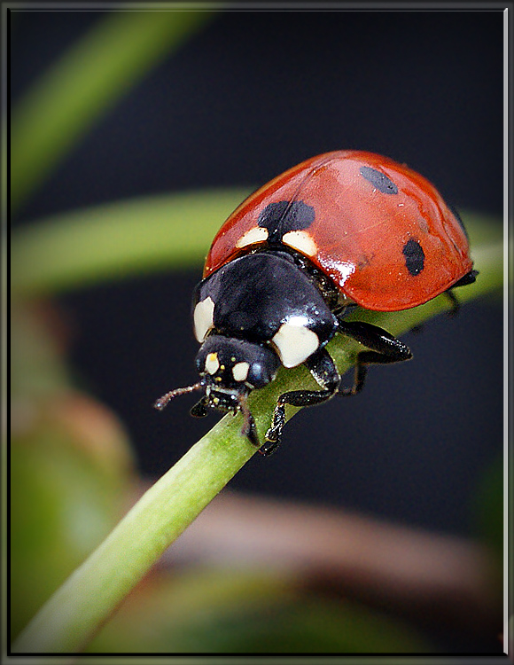 photo "МАКРО,БОЖЬЯ КОРОВКА,НАСЕКОМЫЕ" tags: macro and close-up, nature, insect