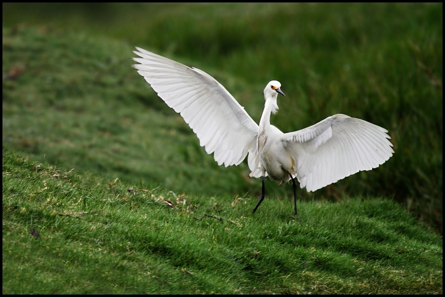 photo "dance with me" tags: nature, wild animals