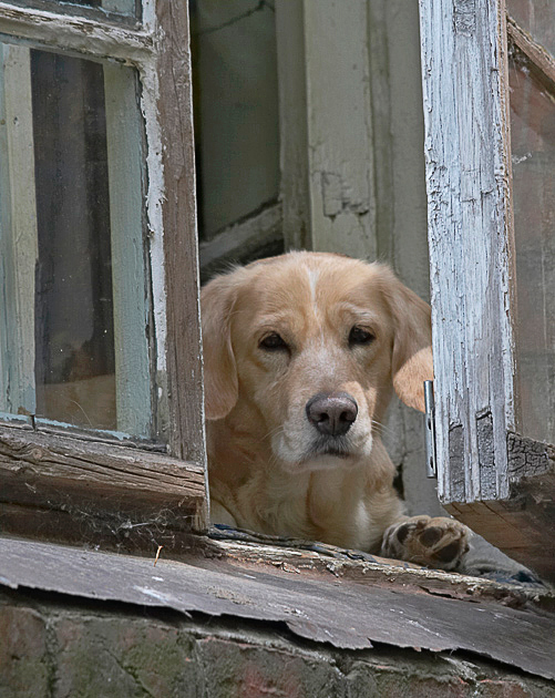 photo "***" tags: nature, pets/farm animals