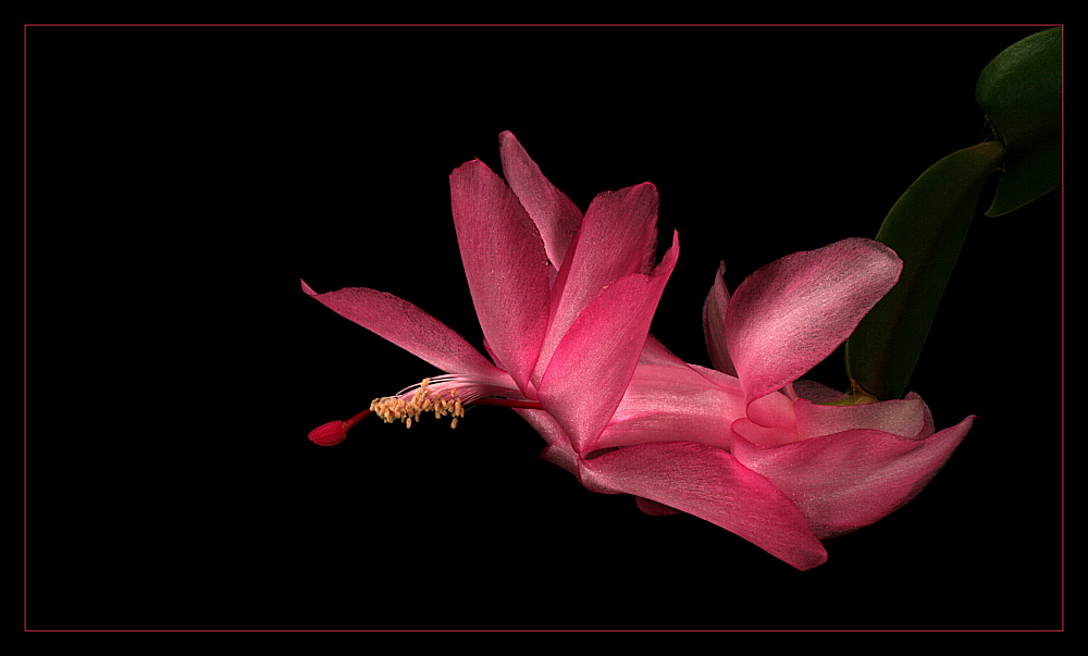 photo "schlumbergeria" tags: nature, flowers