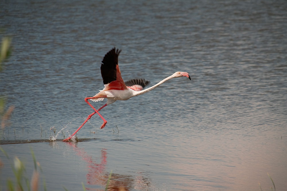 photo "***" tags: nature, wild animals