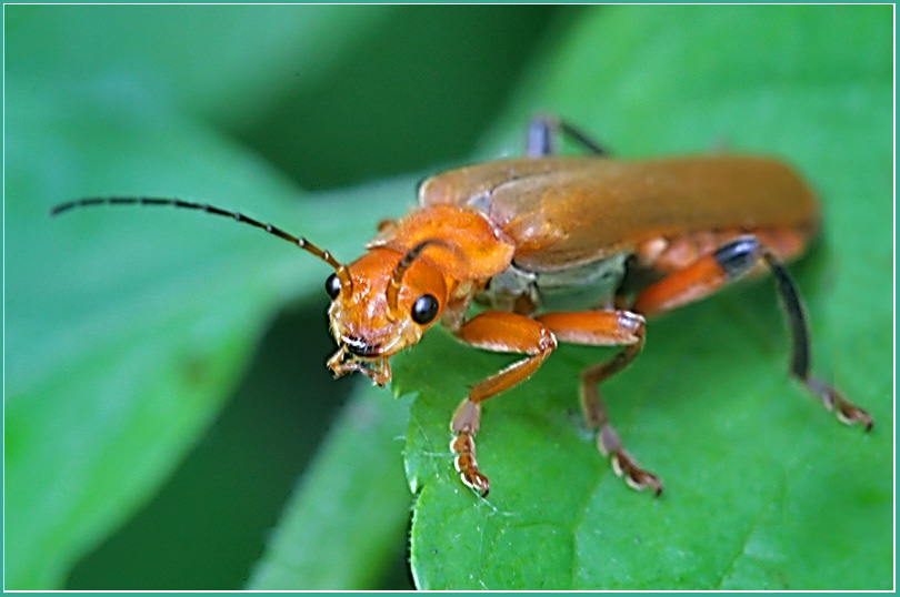 photo "I know you" tags: nature, macro and close-up, insect