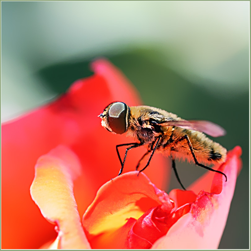 photo "Тоp-model" tags: nature, macro and close-up, insect