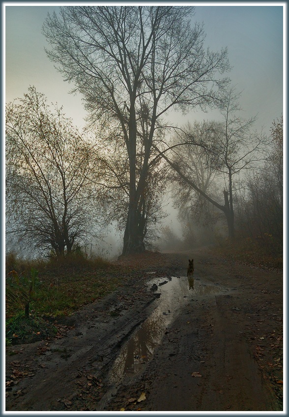 photo "Meeting in mist..." tags: landscape, autumn, forest