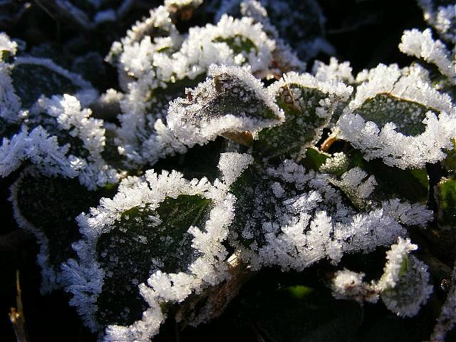 фото "Winterday." метки: пейзаж, зима