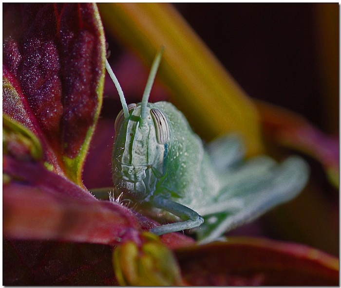 фото "Guess Who's Coming To Dinner" метки: природа, макро и крупный план, насекомое
