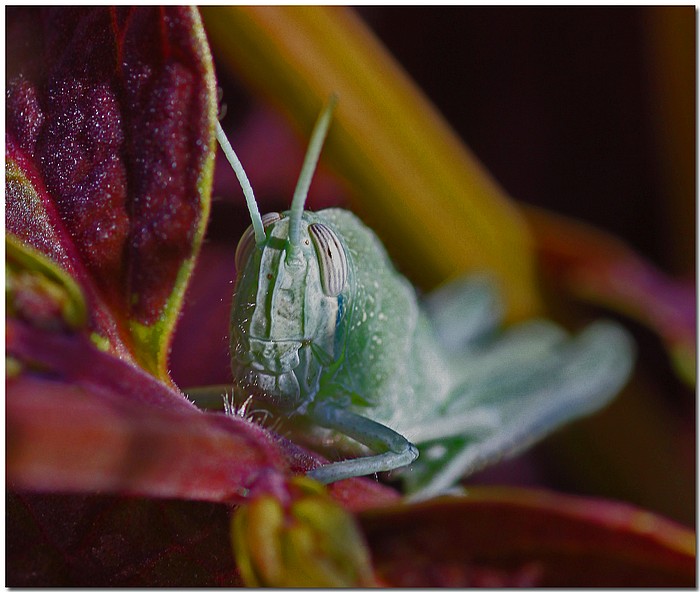 photo "Guess Who's Coming To Dinner" tags: nature, macro and close-up, insect