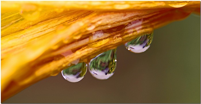 photo "***" tags: nature, macro and close-up, flowers