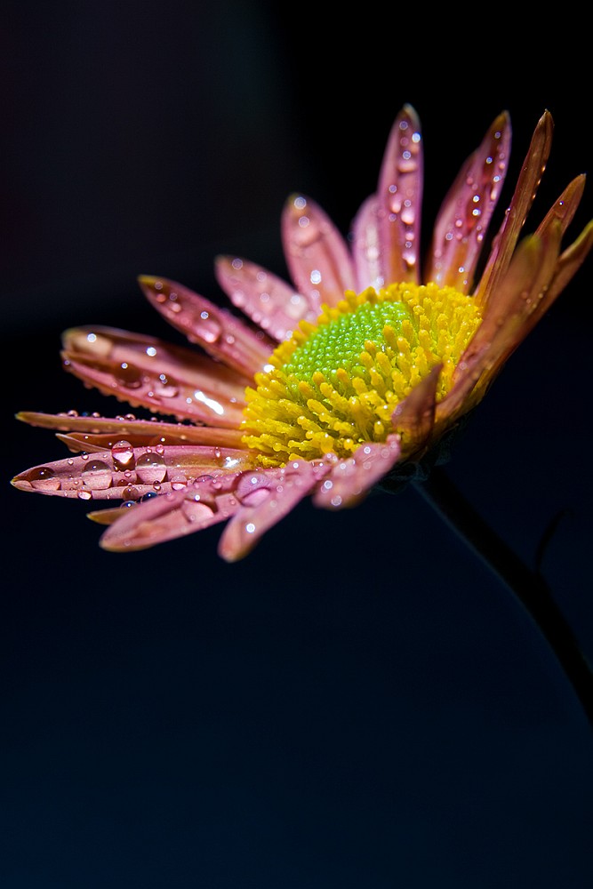 фото "Autumn flower" метки: макро и крупный план, природа, цветы