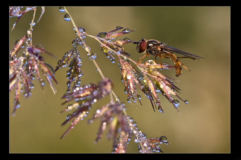 photo "***" tags: nature, macro and close-up, insect