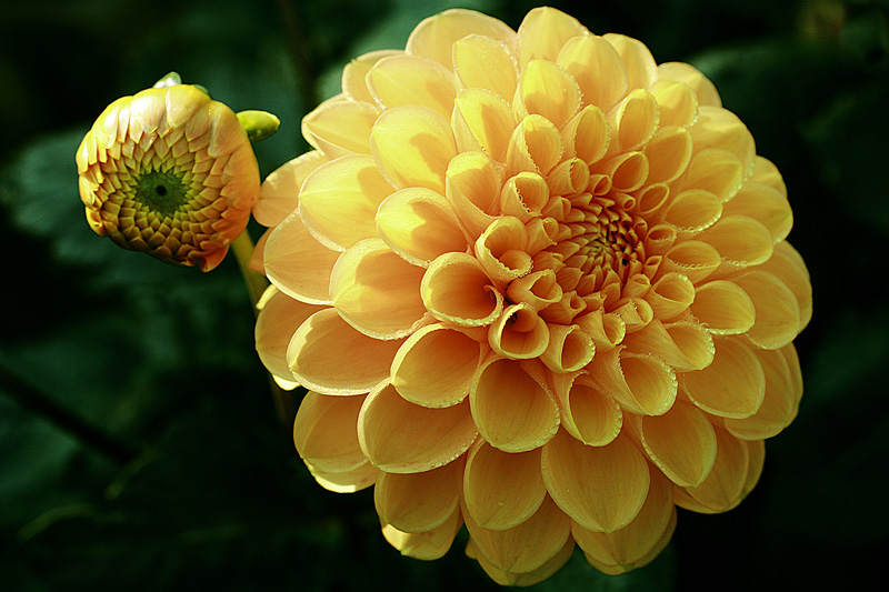 photo "Mother and daughter" tags: nature, macro and close-up, flowers