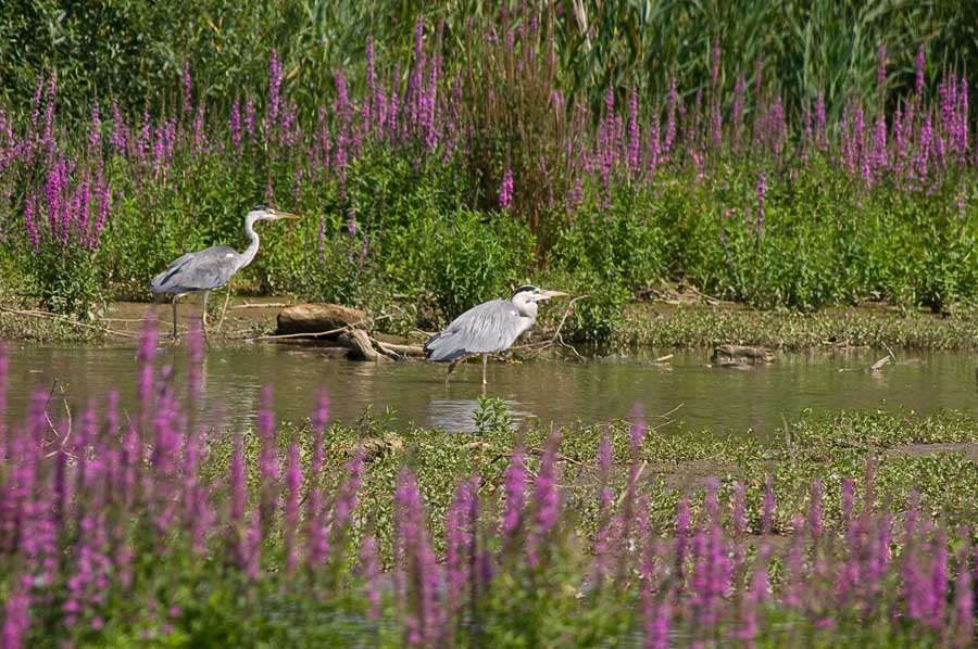 photo "***" tags: nature, wild animals