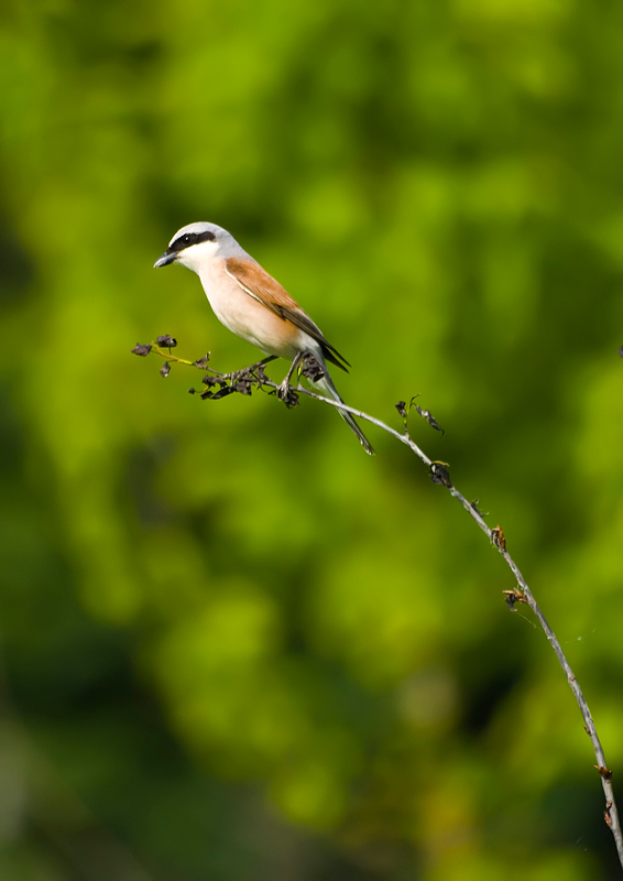 photo "***" tags: nature, wild animals