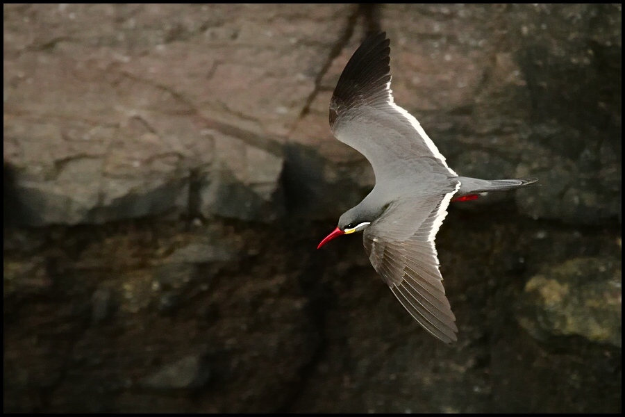 photo "inca tern" tags: nature, wild animals