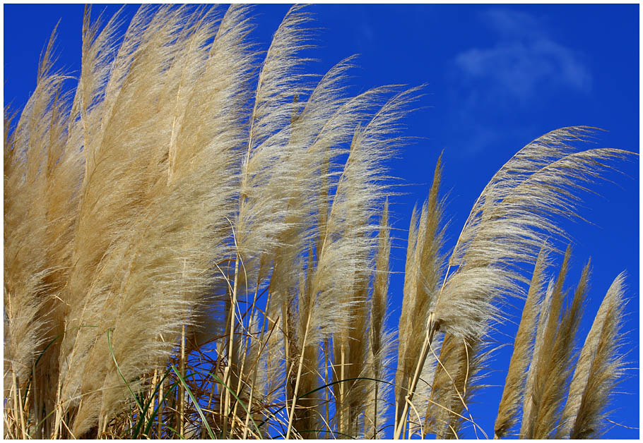 photo "Breath of Wind" tags: nature, landscape, 