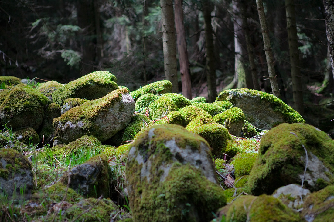 photo "***" tags: landscape, forest