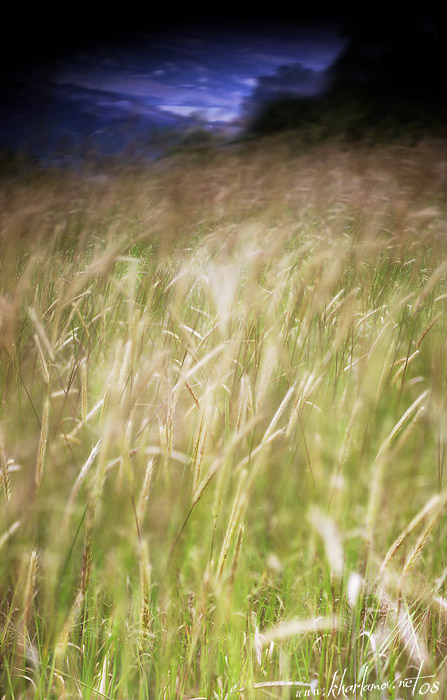 photo "Mangup-Feather grass" tags: landscape, summer