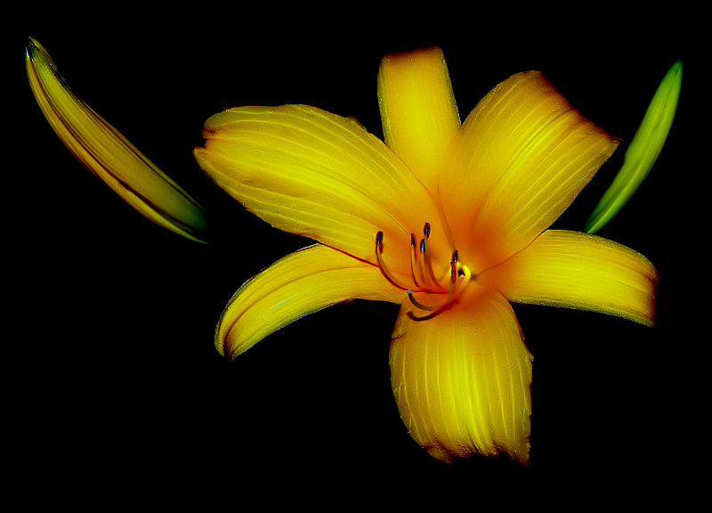 фото ""A Beautiful Yellow Flower..."" метки: природа, цветы