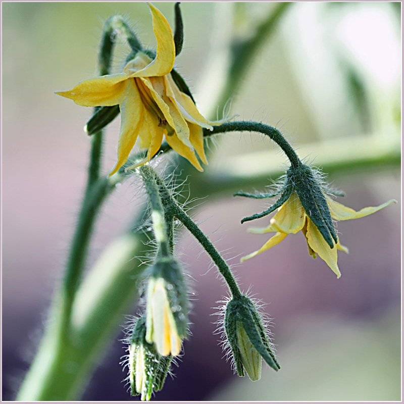 photo "Tomatoes. Sprouts" tags: nature, macro and close-up, flowers