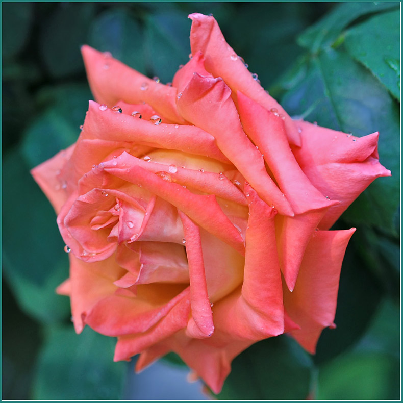 photo "Beauty in tears" tags: nature, macro and close-up, flowers