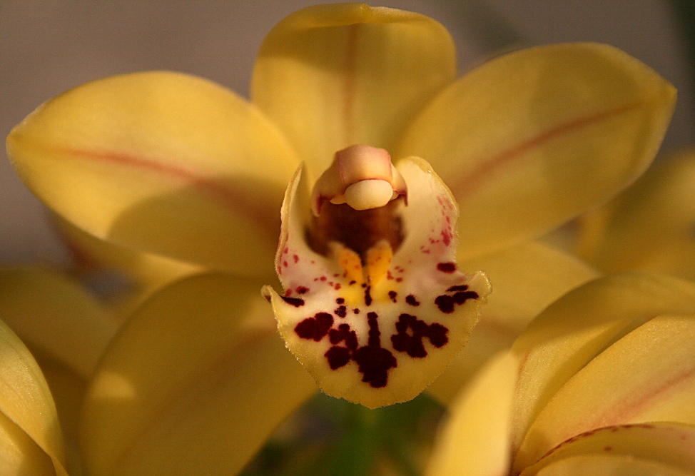 photo "Orchids #2" tags: nature, macro and close-up, flowers