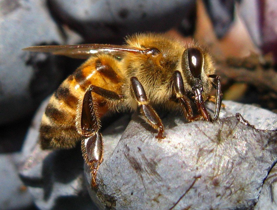 фото "honey or wine" метки: макро и крупный план, 