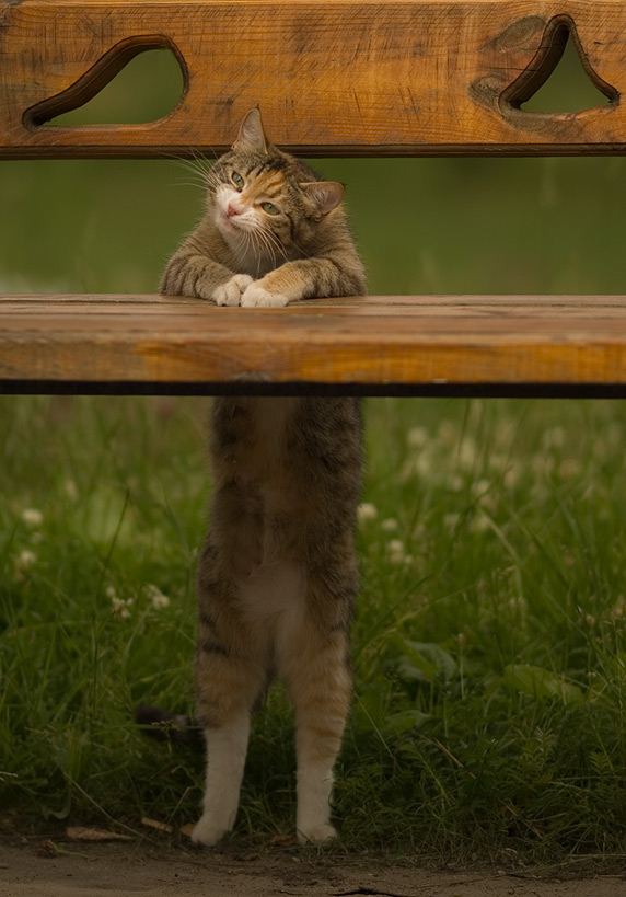 photo "Cat-storyteller" tags: genre, nature, pets/farm animals