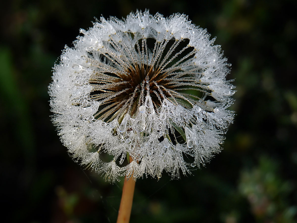 photo "***" tags: macro and close-up, 