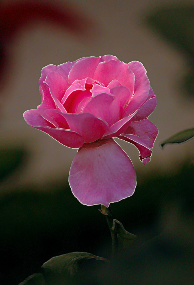 photo "***" tags: nature, flowers